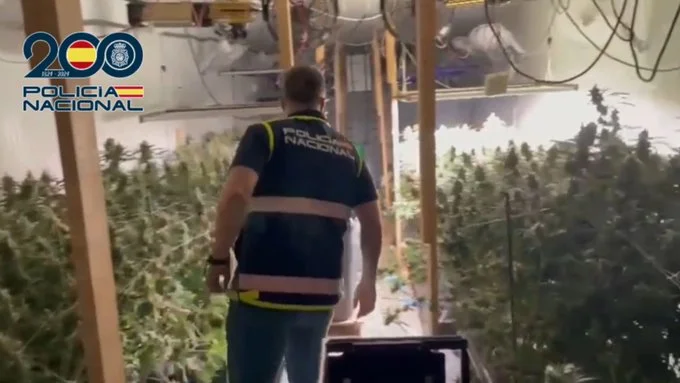 plantación de marihuana 'Indoor'