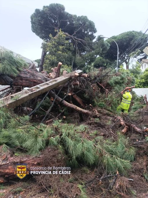 Árbol gigante derribado