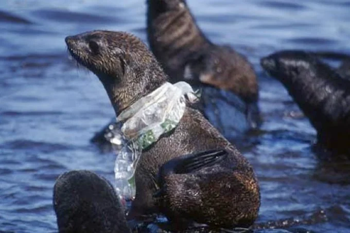 Desafío urgente: Reducir, reutilizar, reciclar para salvar los Océanos