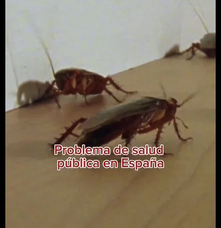 Plaga al Alza: Cucarachas mutantes desafían el control en España