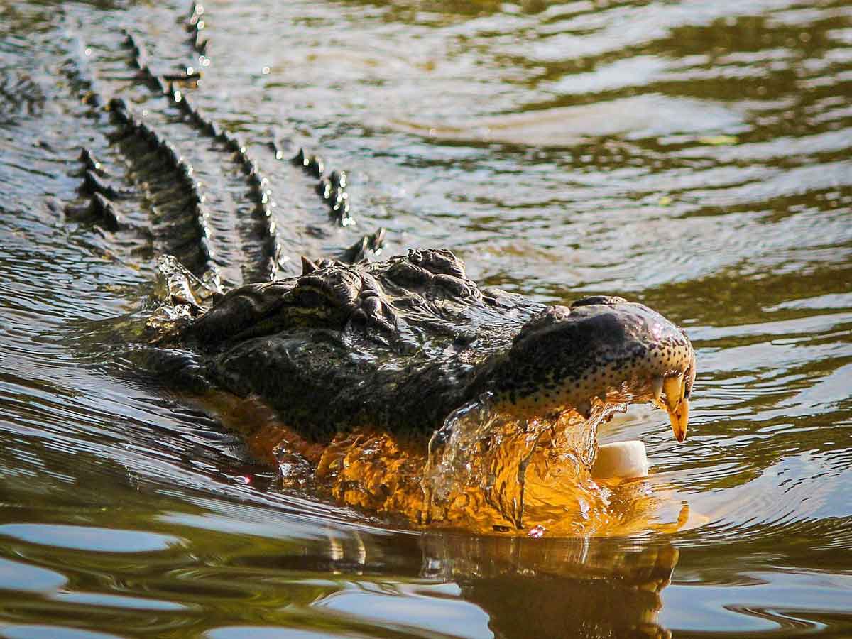Madre asesina a su hijo de 6 años arrojándolo a un río infestado de cocodrilos