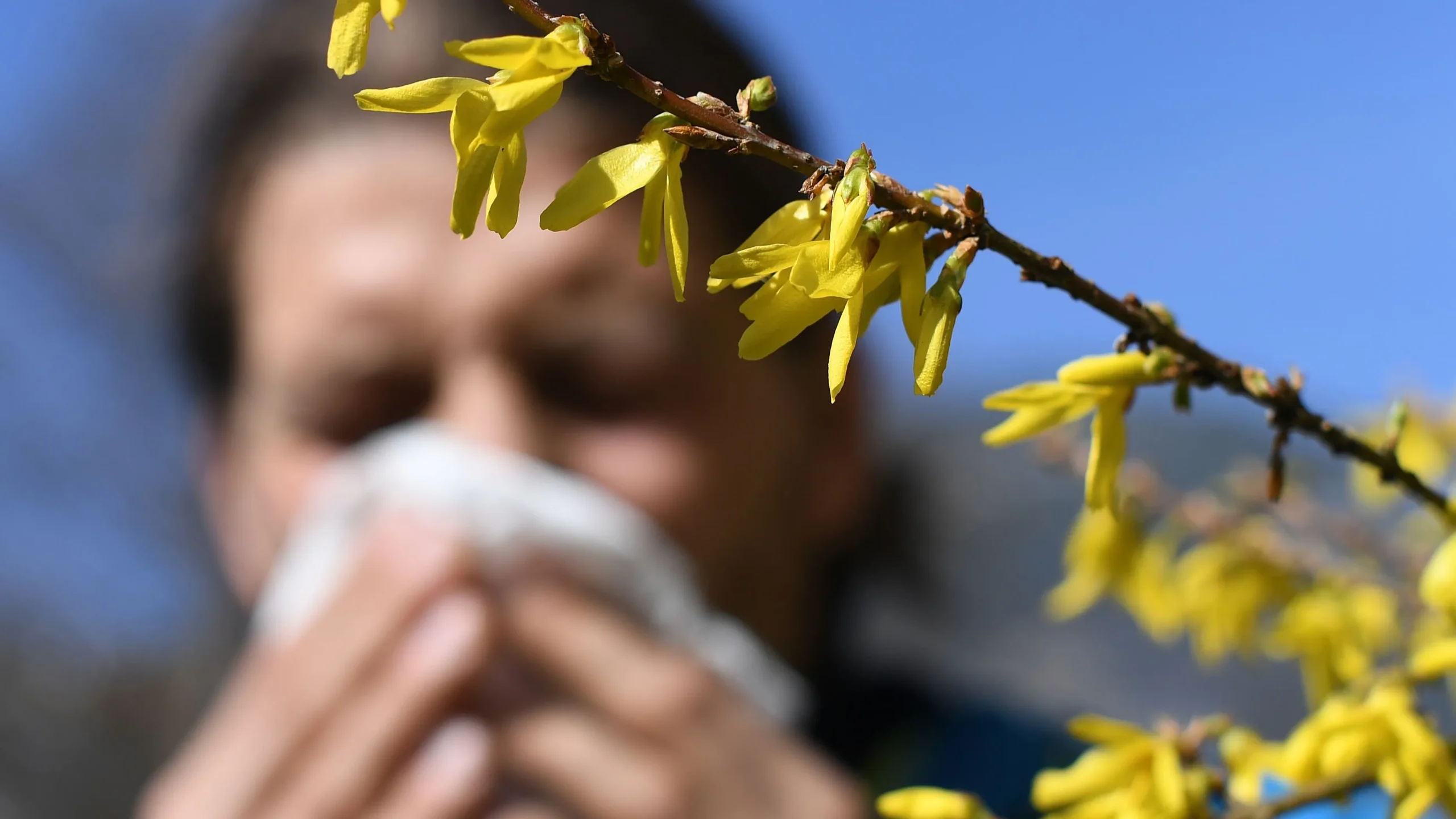 Alerta por niveles máximos de polen: el número de alérgicos se dispara en España