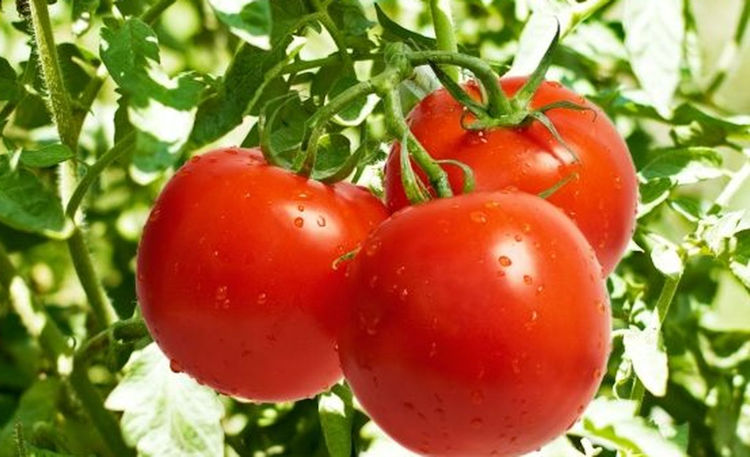 Marruecos supera por primera vez a España como exportador de tomates a la UE