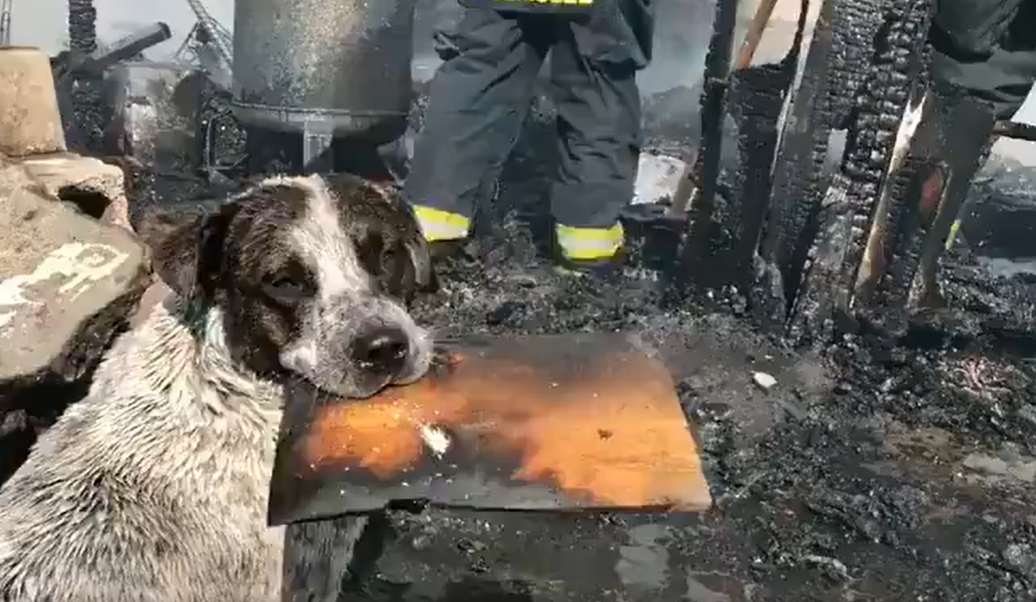 Perro llora tras incendio que destruye su hogar