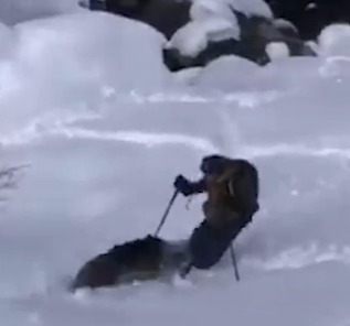 Jabalí embiste a esquiador en los Pirineos, pero afortunadamente sale ileso