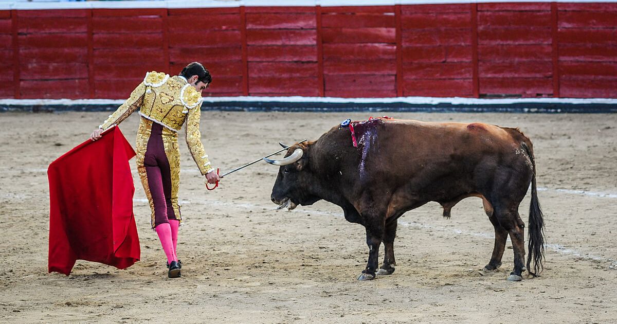 La tauromaquia divide a España: desaprobación ciudadana sin impacto legal