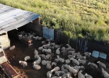 Descubren mataderos clandestinos en España; cinco detenidos por tráfico ilegal de carne