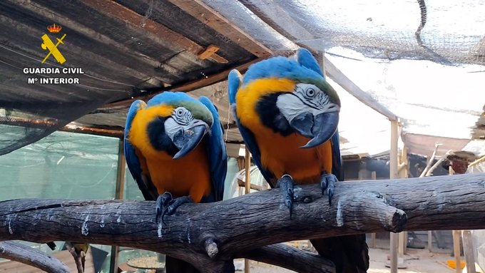 Autoridades desmantelan red internacional de tráfico de especies protegidas con operativos en múltiples provincias