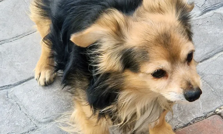 Guardia Civil investiga a joven por presunto maltrato animal en Murcia