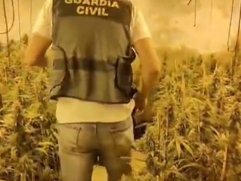 Desmantelan cultivo de marihuana en vivienda de Castuera; hay tres detenidos