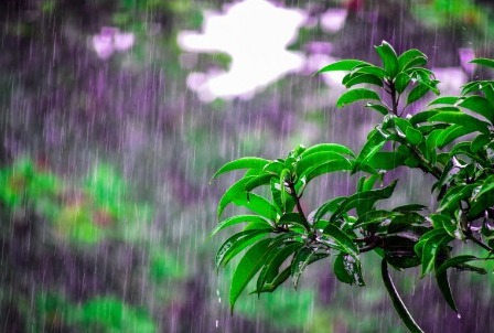 El fascinante olor de la lluvia: ¿por qué lo amamos?